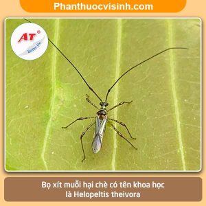 Biện pháp xử lý bọ xít muỗi hại chè hiệu quả và an toàn