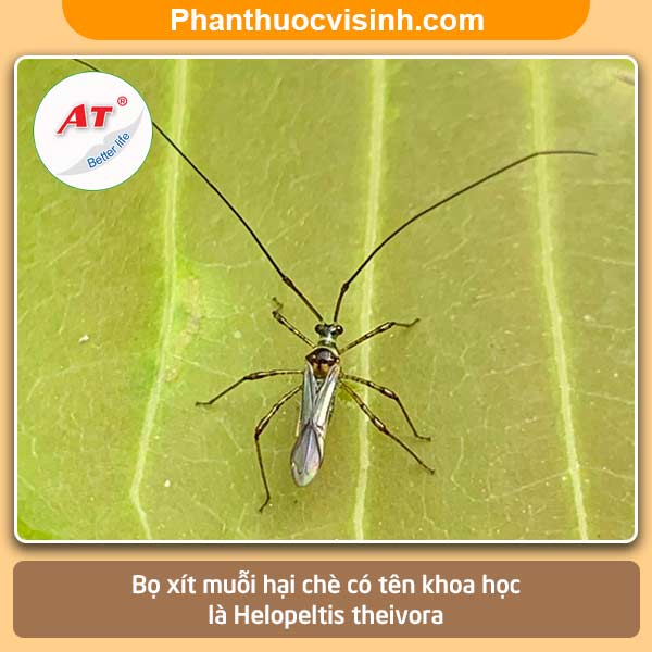 Biện pháp xử lý bọ xít muỗi hại chè hiệu quả và an toàn