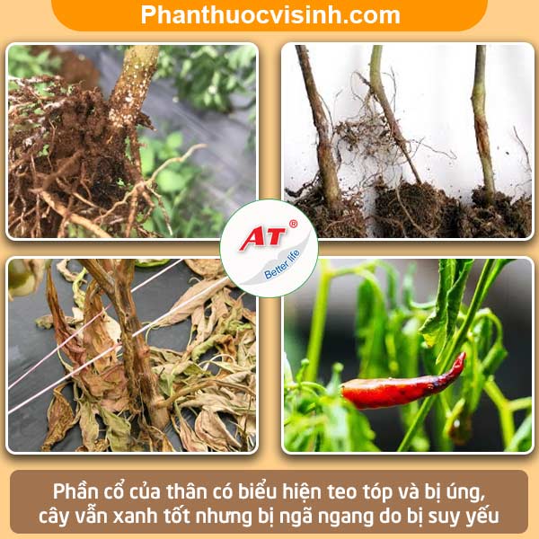 Bệnh lỡ cổ rễ trên cây ớt nguyên nhân và Cách phòng trị