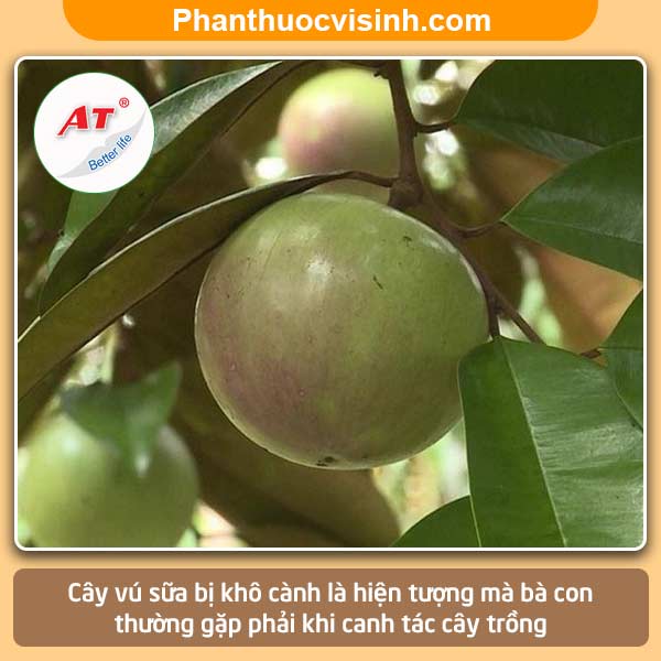 Biện pháp xử lý cây vú sữa bị khô cành và Nguyên nhân