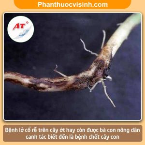 Bệnh lỡ cổ rễ trên cây ớt nguyên nhân và Cách phòng trị