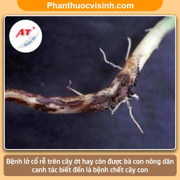 Bệnh lỡ cổ rễ trên cây ớt nguyên nhân và Cách phòng trị