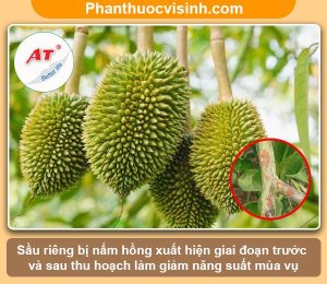 Sầu riêng bị nấm hồng: Nguyên nhân và Cách phòng trừ