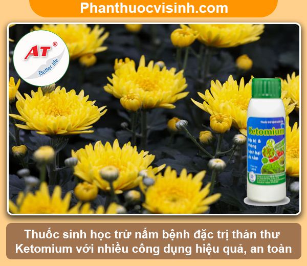 Cách phòng trị bệnh thán thư trên hoa cúc và Nguyên nhân