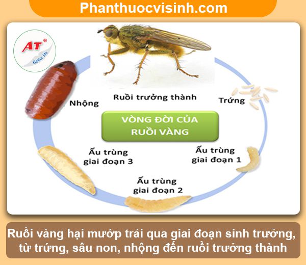 Hướng dẫn cách diệt ruồi vàng hại mướp hiệu quả, an toàn