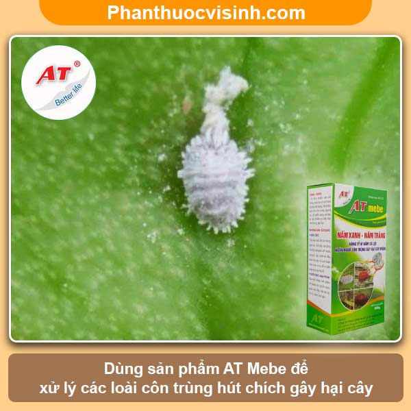 Cách khắc phục cây măng cụt bị cháy lá & nguyên nhân do đâu?