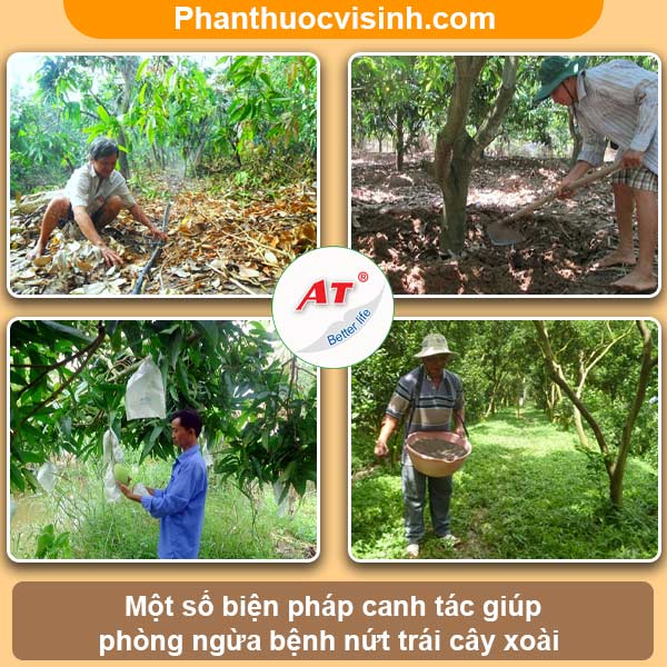 Xoài bị nứt trái nguyên nhân do đâu & Cách khắc phục