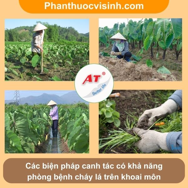 Bệnh cháy lá khoai môn nguyên nhân do đâu & Cách phòng trị 4 Bệnh cháy lá khoai môn nguyên nhân do đâu & Cách phòng trị