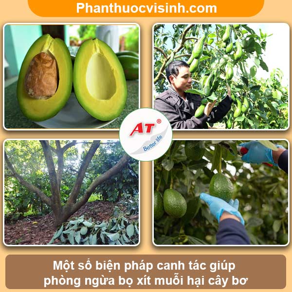 Biện pháp phòng trừ bọ xít muỗi hại bơ hiệu quả, an toàn