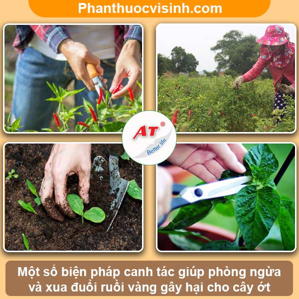 Biện pháp phòng trừ ruồi vàng hại ớt hiệu quả, an toàn