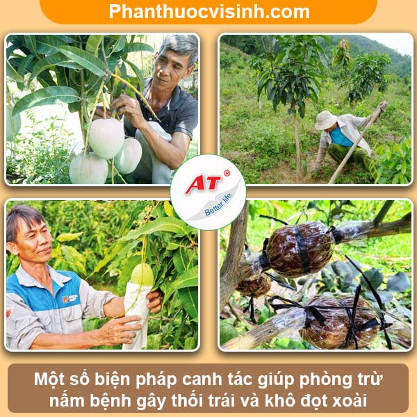 Bệnh khô đọt thối trái xoài: Nguyên nhân và cách phòng trị