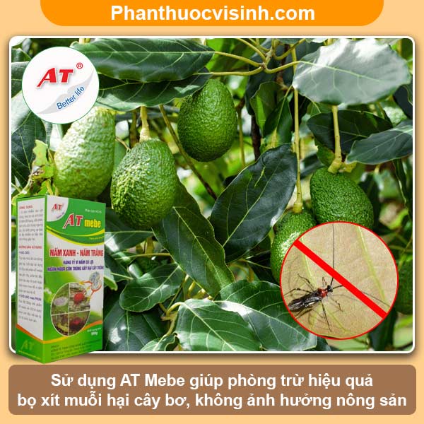 Biện pháp phòng trừ bọ xít muỗi hại bơ hiệu quả, an toàn