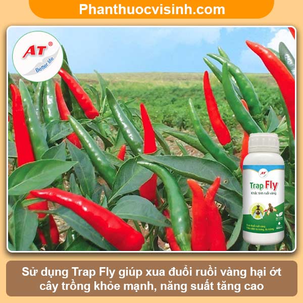 Biện pháp phòng trừ ruồi vàng hại ớt hiệu quả, an toàn