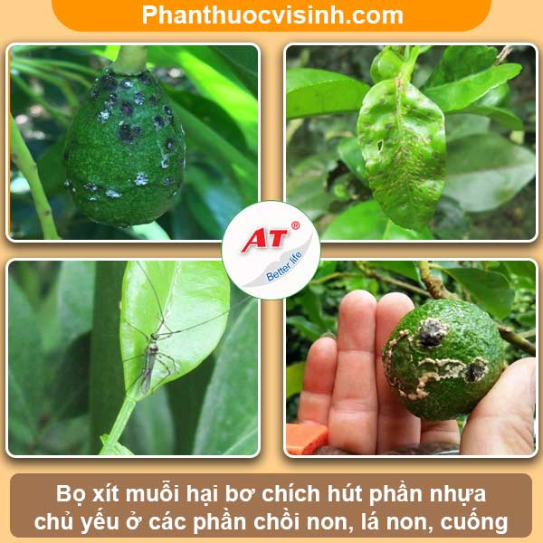Biện pháp phòng trừ bọ xít muỗi hại bơ hiệu quả, an toàn
