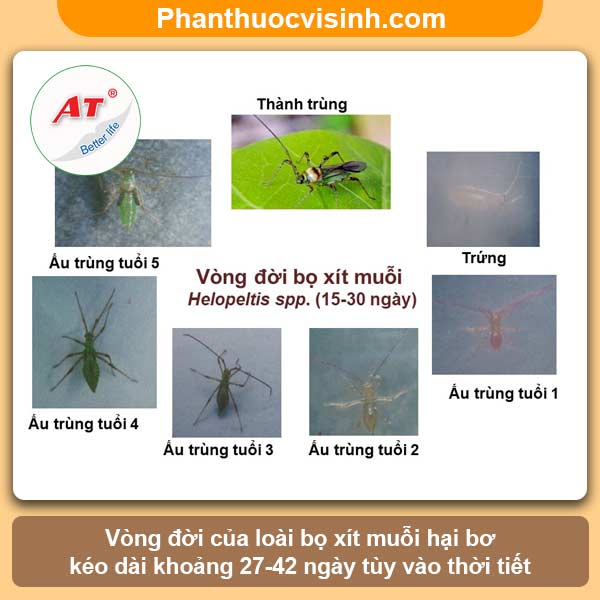 Biện pháp phòng trừ bọ xít muỗi hại bơ hiệu quả, an toàn