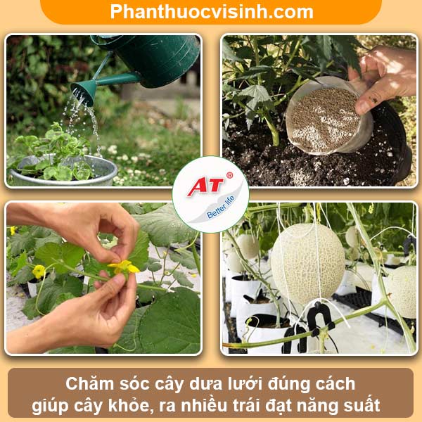 Hướng dẫn cách trồng dưa lưới tại nhà bằng chậu, sai quả
