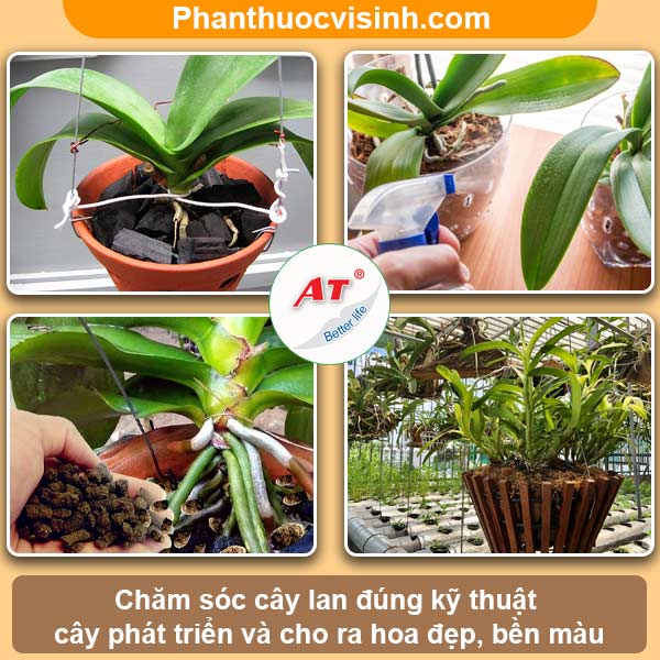 Hướng dẫn cách trồng lan bằng than tại nhà, hoa lâu tàn