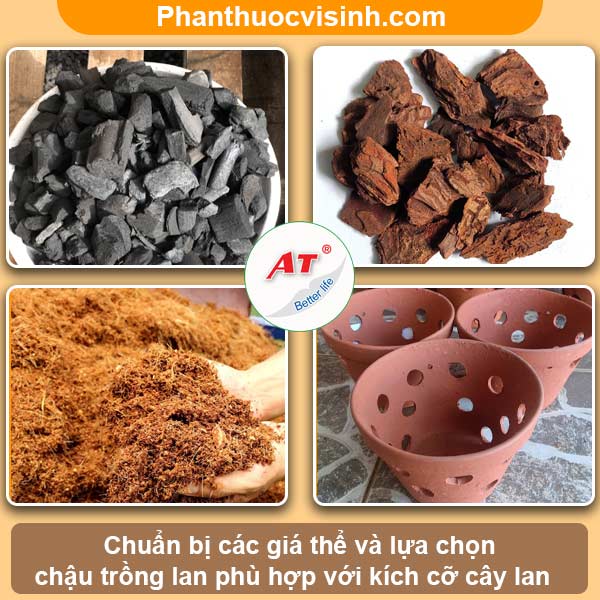 Hướng dẫn cách trồng lan bằng than tại nhà, hoa lâu tàn