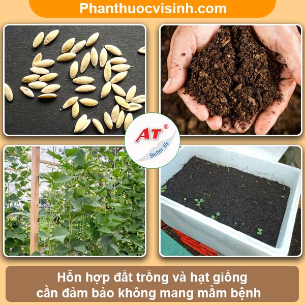 Hướng dẫn cách trồng dưa lưới tại nhà bằng chậu, sai quả