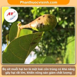 Biện pháp phòng trừ bọ xít muỗi hại bơ hiệu quả, an toàn