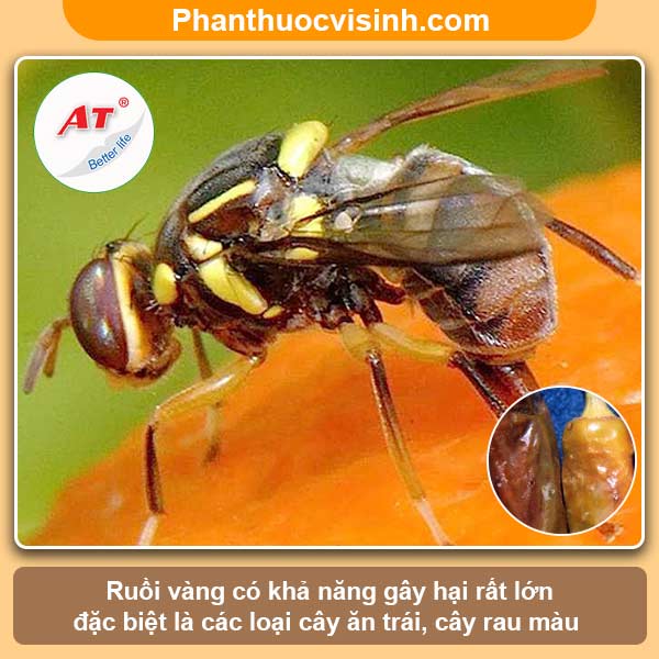 Biện pháp phòng trừ ruồi vàng hại ớt hiệu quả, an toàn