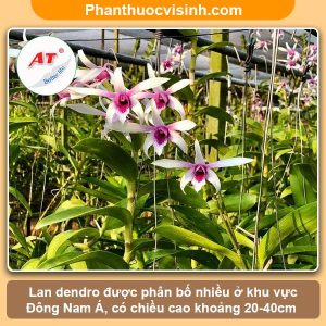 Hướng dẫn cách trồng lan dendro mới mua về mau ra hoa