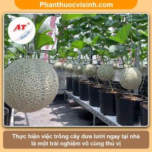 Hướng dẫn cách trồng dưa lưới tại nhà bằng chậu, sai quả