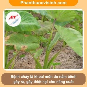 Bệnh cháy lá khoai môn nguyên nhân do đâu & Cách phòng trị