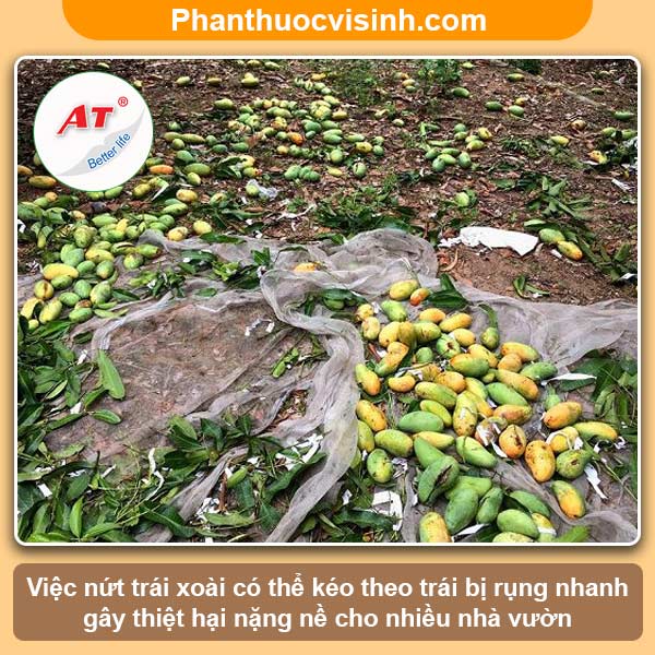 Xoài bị nứt trái nguyên nhân do đâu & Cách khắc phục