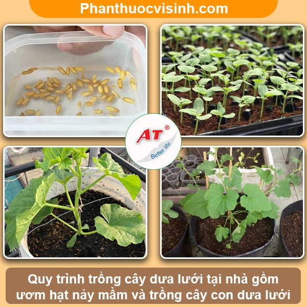 Hướng dẫn cách trồng dưa lưới tại nhà bằng chậu, sai quả