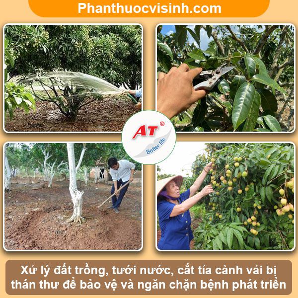 Bệnh thán thư trên cây vải: Nguyên nhân và cách phòng trị