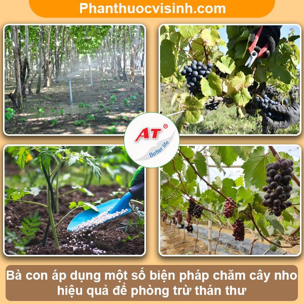 Bệnh thán thư trên cây nho: Nguyên nhân và cách phòng trừ
