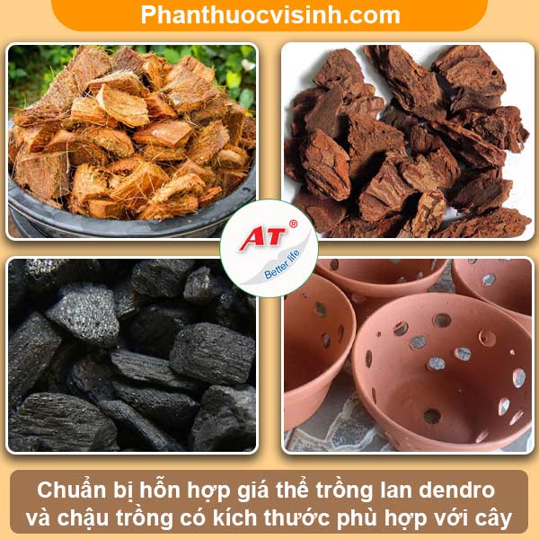 Hướng dẫn cách trồng lan dendro mới mua về mau ra hoa