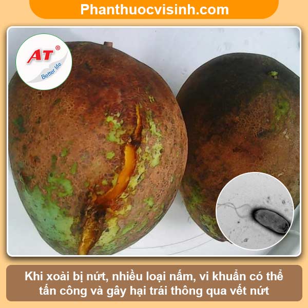 Xoài bị nứt trái nguyên nhân do đâu & Cách khắc phục
