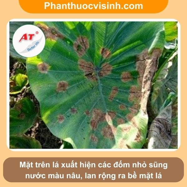 Bệnh cháy lá khoai môn nguyên nhân do đâu & Cách phòng trị 3 Bệnh cháy lá khoai môn nguyên nhân do đâu & Cách phòng trị