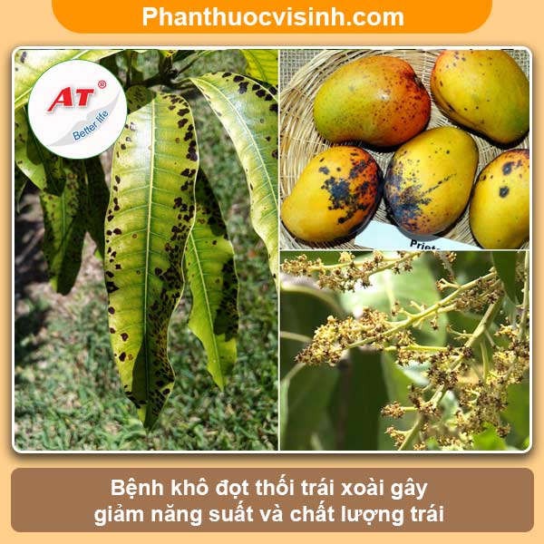 Bệnh khô đọt thối trái xoài: Nguyên nhân và cách phòng trị