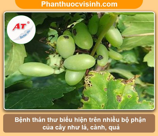 Bệnh thán thư trên cây nho: Nguyên nhân và cách phòng trừ