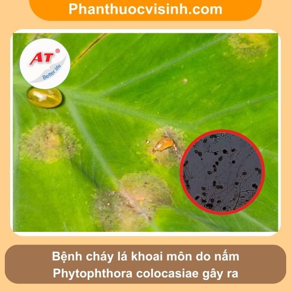 Bệnh cháy lá khoai môn nguyên nhân do đâu & Cách phòng trị 2 Bệnh cháy lá khoai môn nguyên nhân do đâu & Cách phòng trị