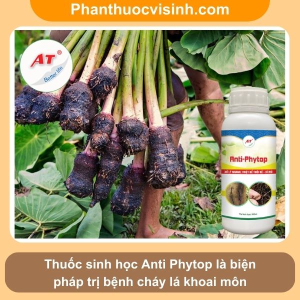 Bệnh cháy lá khoai môn nguyên nhân do đâu & Cách phòng trị 5 Bệnh cháy lá khoai môn nguyên nhân do đâu & Cách phòng trị