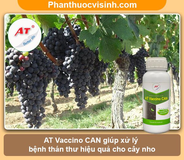 Bệnh thán thư trên cây nho: Nguyên nhân và cách phòng trừ