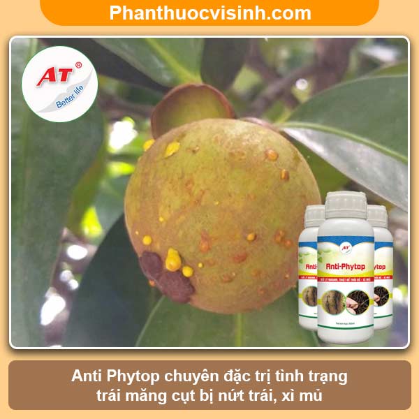 Trái măng cụt bị xì mủ nguyên nhân do đâu? Cách phòng trị