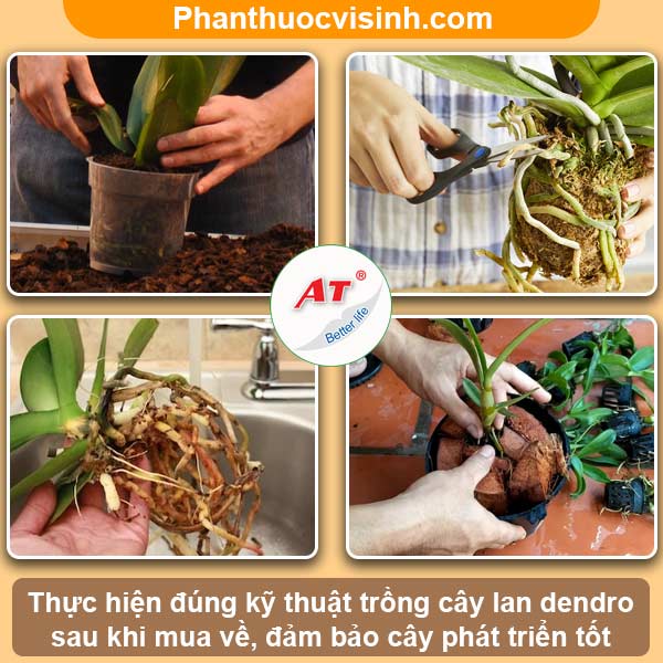Hướng dẫn cách trồng lan dendro mới mua về mau ra hoa