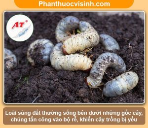 Thuốc trị sùng đất hiệu quả nhanh, an toàn, giá tốt - AT Mebe