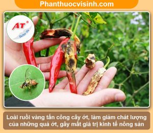 Biện pháp phòng trừ ruồi vàng hại ớt hiệu quả, an toàn