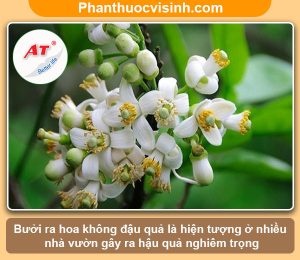 Nguyên nhân bưởi ra hoa không đậu quả & Cách khắc phục