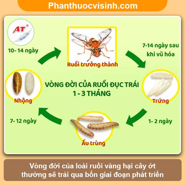 Biện pháp phòng trừ ruồi vàng hại ớt hiệu quả, an toàn