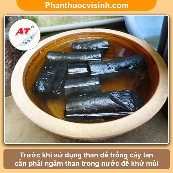 Hướng dẫn cách trồng lan bằng than tại nhà, hoa lâu tàn