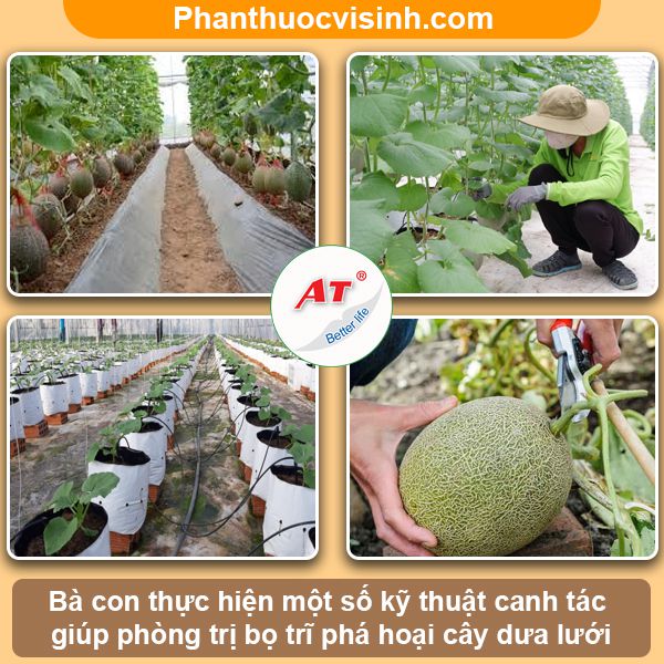 Bọ trĩ hại dưa lưới: nhận biết và phòng trừ hiệu quả