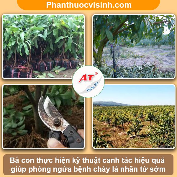 Bệnh cháy lá trên cây nhãn: Nguyên nhân & Cách phòng trị