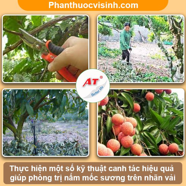 Cách phòng trừ bệnh mốc sương hại nhãn vải hiệu quả, an toàn